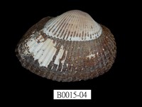 藏品(大毛蚶)的圖片